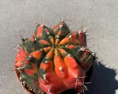 仙人球品种推荐（好看易养活的仙人球品种推荐及养护指南）