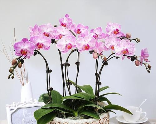 秋冬花卉栽培指南（打造花园的秋冬之美）