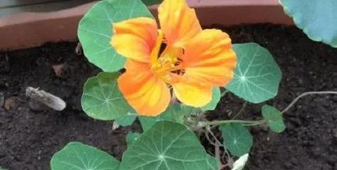 旱金莲开花时间及特点（一年开几次花？）
