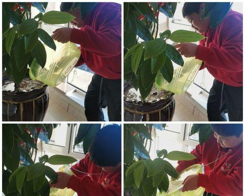 温水浇花好处多大大促进生长（了解温水浇花的正确方法和使用要点）