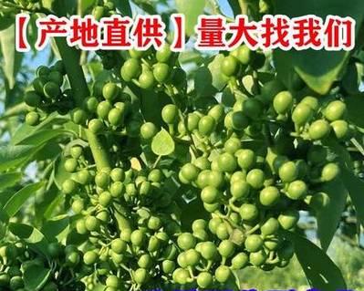 胡椒产地分布及特色详解（从亚洲到南美洲，这些产地是胡椒世界的瑰宝）