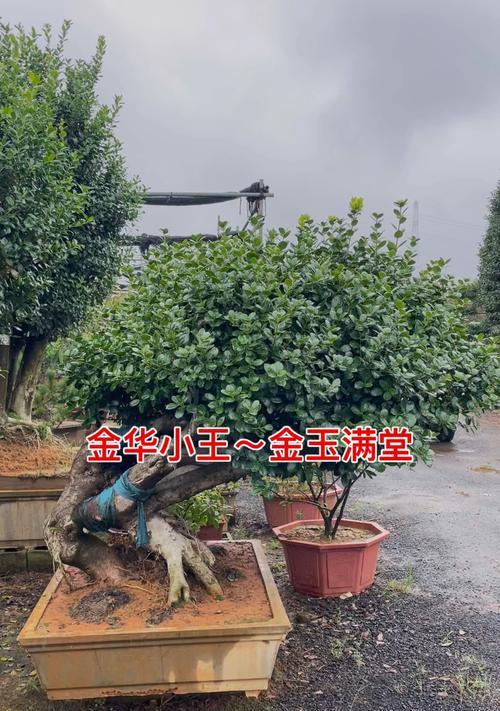 打造理想庭院，种植适宜树木从何开始？（从环境、树木高度等方面考虑，为庭院选择合适的树种）