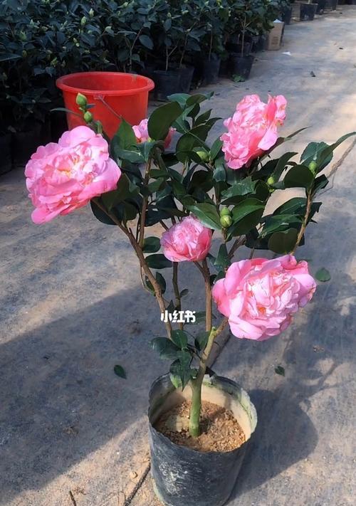 香妃茶花的花期长短（探究香妃茶花的花期和生长条件）