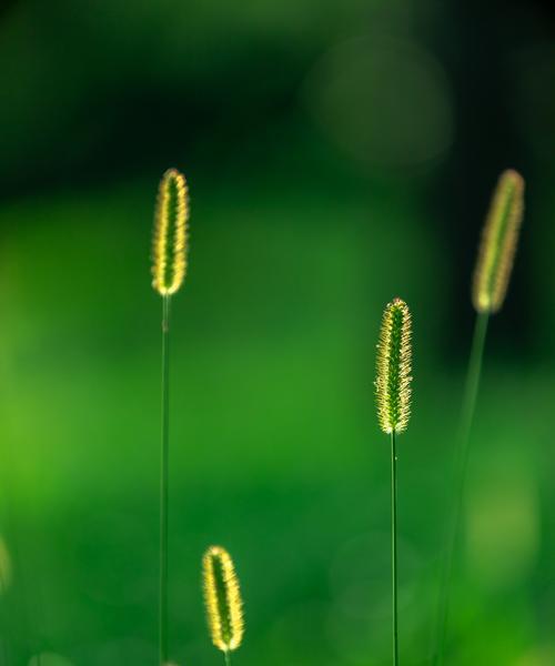 狗尾巴花的神秘象征：探寻这种花的文化内涵