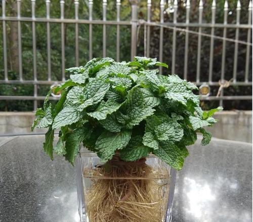 薄荷是多年生植物吗？——揭开这个常见误解的真相