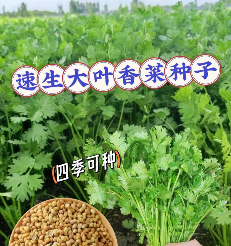 香菜种子可以食用吗？（了解香菜种子的营养价值及食用方法）