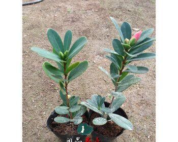 四季红山茶花的养殖方法与注意事项（让你的花园四季盛开的秘诀）