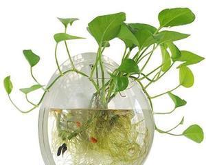 绿萝并不是水生植物（了解绿萝的真正生长环境）