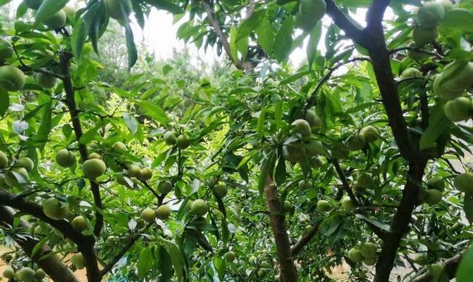 空心李成熟的时间与技巧（掌握关键期，品质更佳）