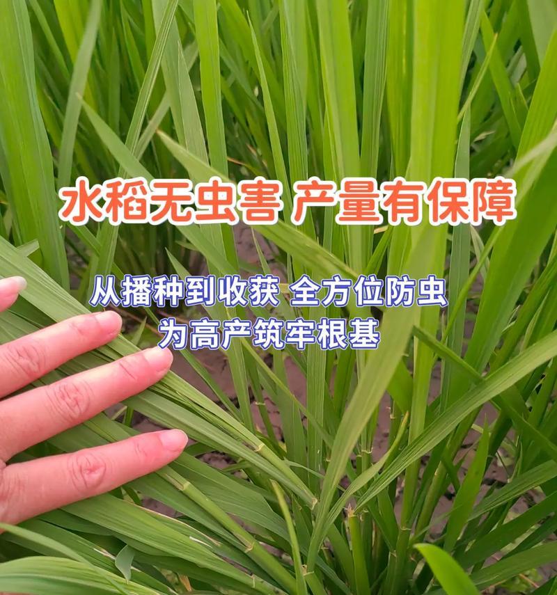 水稻病虫害综合防治技术（以生物防治为主的水稻病虫害综合防治技术）