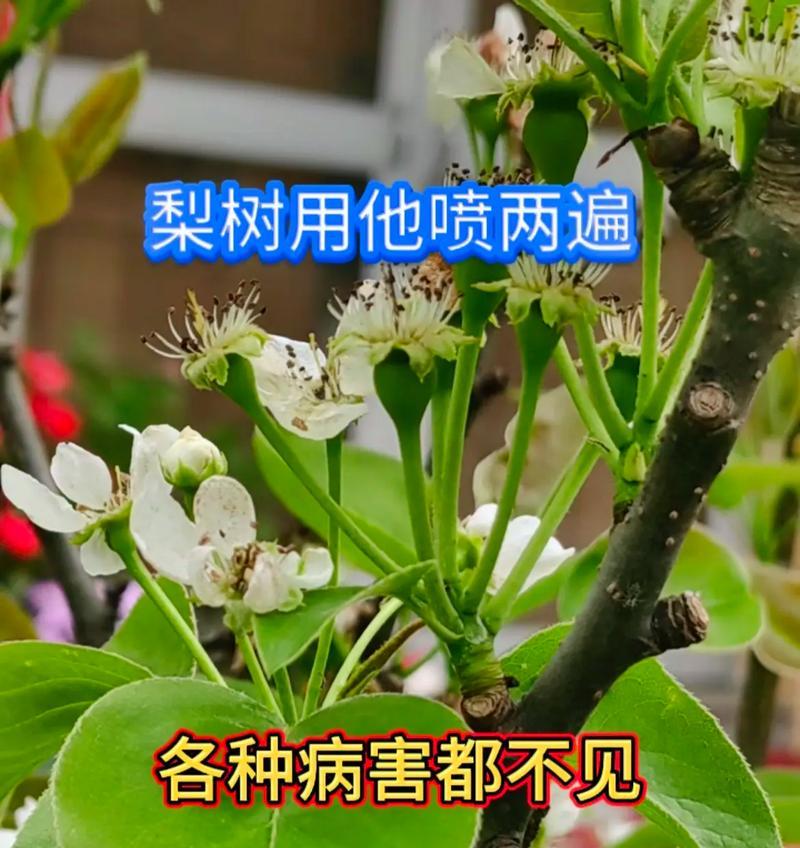 梨树种植全攻略（掌握种植时间和方法，打造丰收好果）