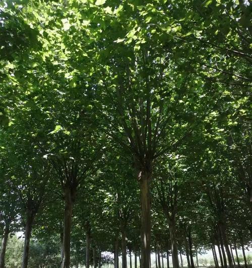 梧桐树的生长环境及生长地方条件（探秘梧桐树的适宜生长条件，为城市绿化提供经验）