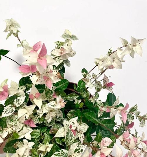 花叶络石冬天的养护（一起来了解花叶络石怎样过冬吧）
