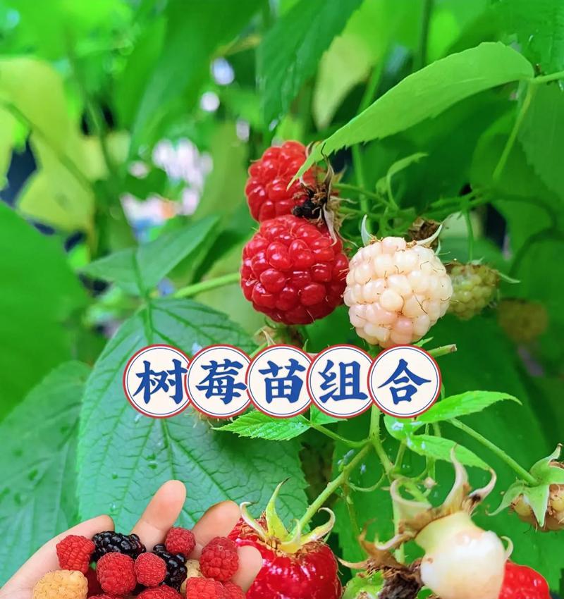 树莓成熟采摘的时间及注意事项（了解树莓成熟时间，享受新鲜滋味）