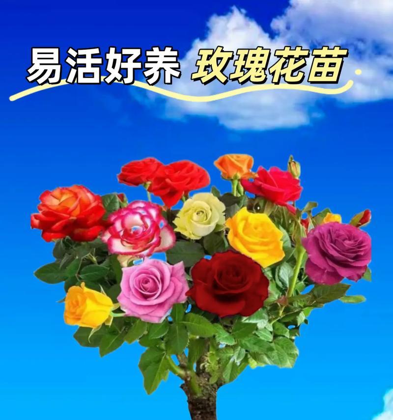 家里养玫瑰花的风水禁忌与祥瑞（如何在家里养玫瑰花，才能引来好的风水和财运？）