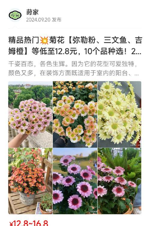 菊花开花时间详解（探寻菊花开花时间的奥秘）