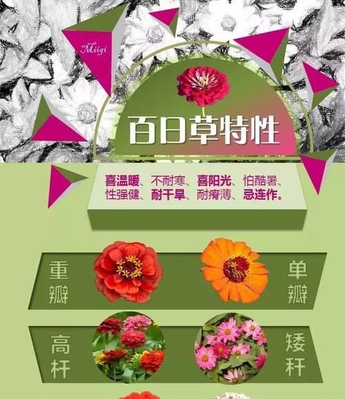 百日草开花时间及养护技巧（掌握开花周期，让百日草常年开花）