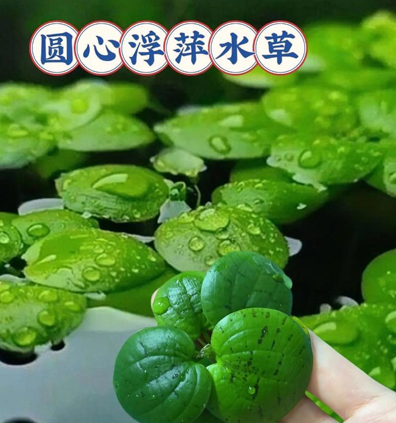 小浮萍养护全攻略（如何让小浮萍长得更健康？）