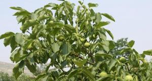 家里可以种核桃树吗？（教你在家种植核桃，享受美味与美景）