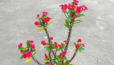 虎刺梅浇水的正确方法（浇水要浇透吗？浇多少合适？）