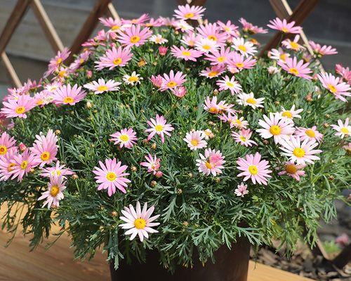 玛格丽特花的种植与养护（探究玛格丽特花的生长周期和品种特点）