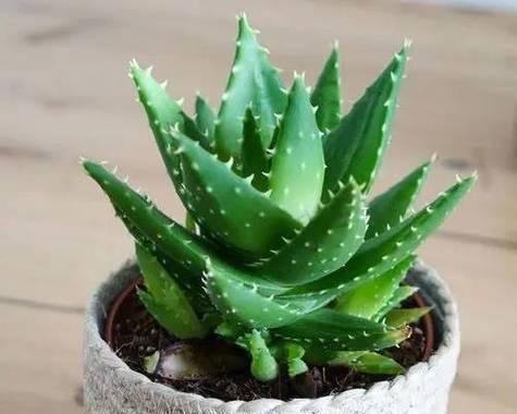 家居风水必备的海芋养护指南（探究海芋在居家风水中的作用与优势）