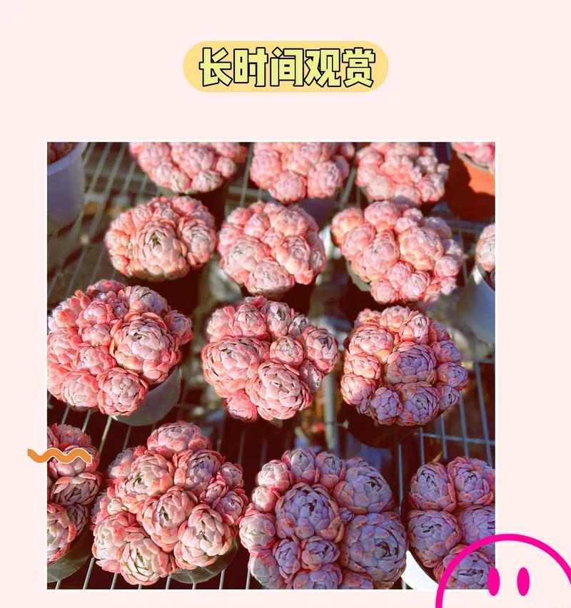 多肉贝瑞的养护秘诀（打造绿叶红边的多肉小精灵）