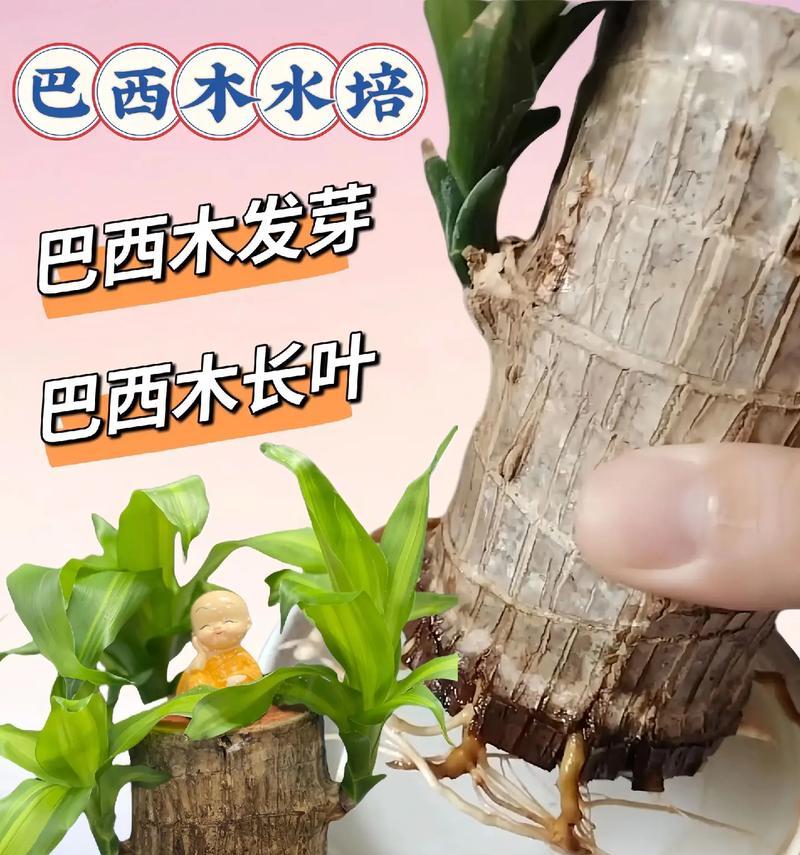 巧克力之美——巴西木的养护秘籍（让你的巴西木开花开得更好）