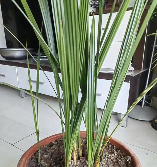 营养丰富的可食用植物（探索植物王国中的美食宝藏）