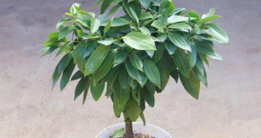 白兰花是喜阴还是喜阳？剖析它的养殖要点（一起探究白兰花的生长特点和养护技巧吧！）