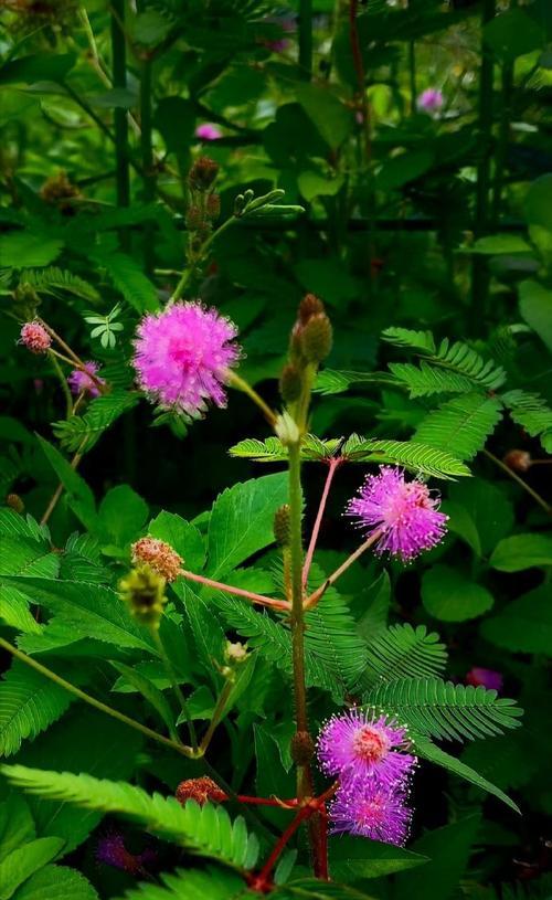 含羞草花语象征与寓意：探究敏感、自保和亲密关系