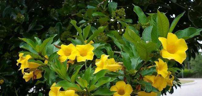 马蹄莲汁液（马蹄莲汁液的成分、毒性、应急处理等知识全解析）