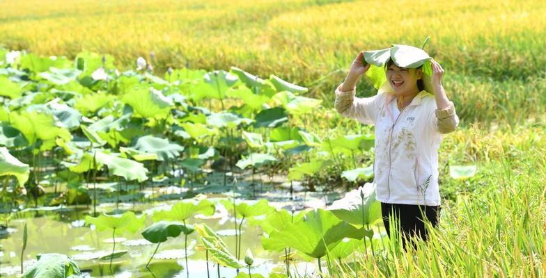 荷叶采摘的最佳时间（如何选择最佳时机采摘荷叶）