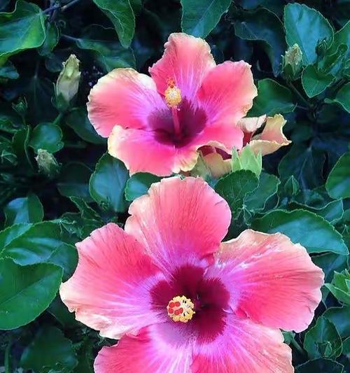 扶桑花不开花的原因（探究扶桑花为何花开不良的原因）