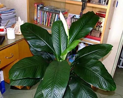 白鹤芋的浇水方法（了解白鹤芋的生长环境及浇水需求，养出健康的白鹤芋）