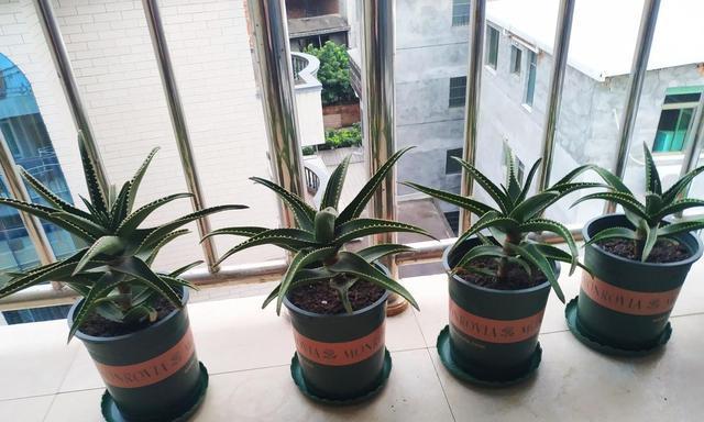 如何选择适合芦荟的花盆？（打造美丽家居与健康生活/）