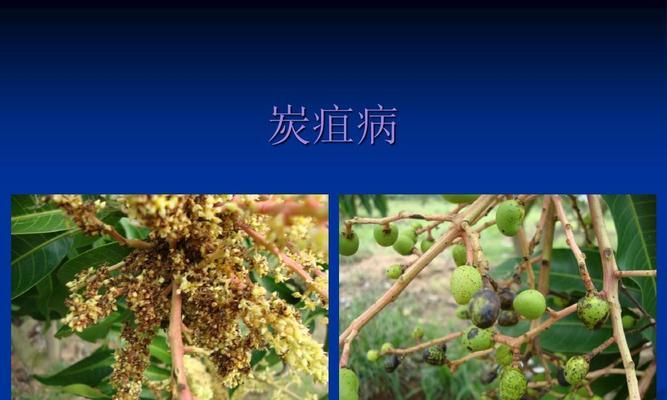 芒果花期管理实用指南（掌握芒果花期，助力高产高质）