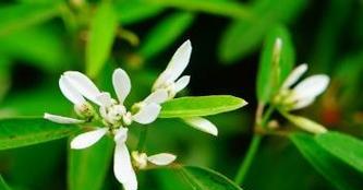 禾叶大戟的种植与养护（掌握养殖技巧，让禾叶大戟生长茁壮）