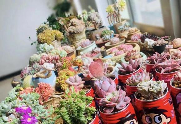 喝剩的牛奶竟然可以浇花？（小小秘密揭开——浪费牛奶的妙用。）