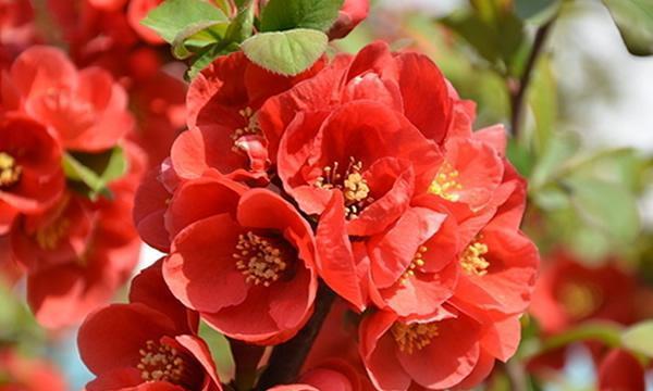 梨花文化与生肖（探秘梨花文化背后的生肖象征意义）