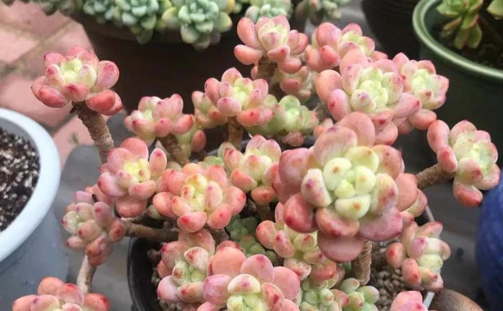多肉植物的耐寒能力（多肉植物能否承受低于零度的低温？）