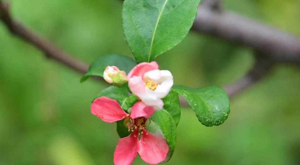 莲花开花时间及九种莲花的开放时间介绍（夏季的美丽风景-莲花的开花时间）