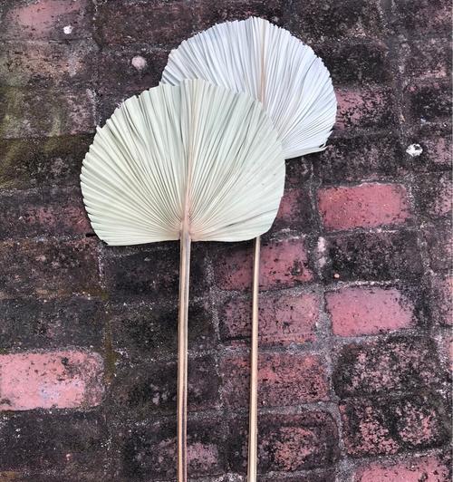 揭秘蒲扇是什么植物的叶子（探索蒲扇的种类、特点和应用）