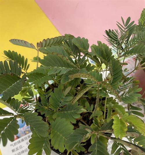 含羞草的生命周期和繁殖方式详解（揭秘含羞草的多年生特性及自我繁衍的方式）