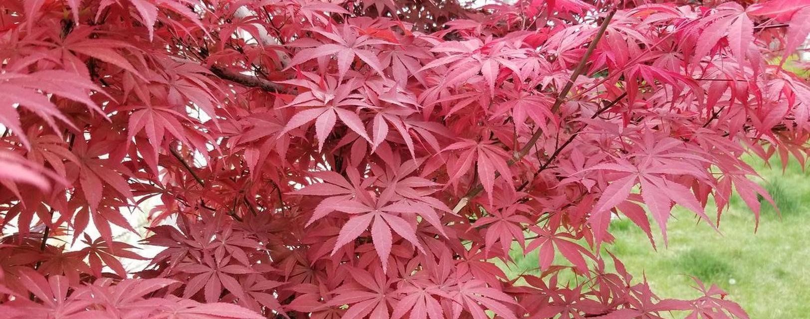 探秘彩叶植物的魅力（多彩生命之美、植物中的艺术品、彩叶美景观赏指南）