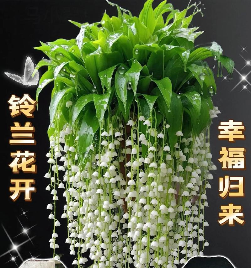 如何培育健康美丽的铃兰花（养护技巧与注意事项，让你的铃兰花茁壮成长）
