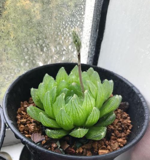 草玉露的繁殖方法及注意事项（简单易行的繁殖方法，让草玉露倍增光彩）
