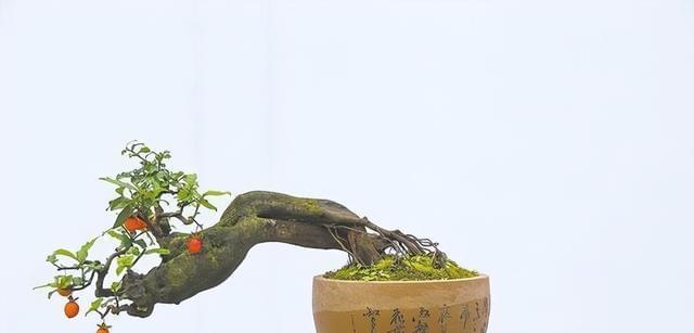 金弹子与土的完美配合（探秘金弹子的土之秘）