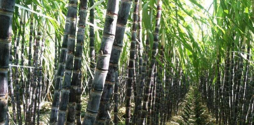 甘蔗：热带作物的代表