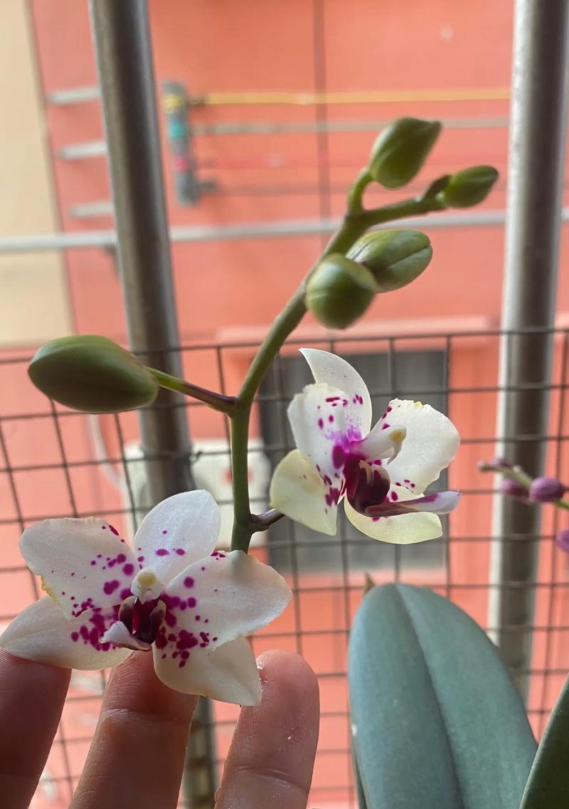 蝴蝶兰的冬日花开奇迹（冬季蝴蝶兰开花的原因及养护技巧）